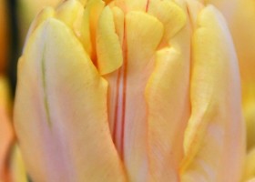 Tulipa Foxy Foxtrot ® (4)